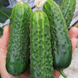 Ogórek Monisia F1 1 tyś. nasion st